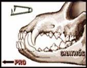 denti.jpg (13065 bytes)