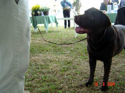 MASTIFF  Kennel Clube de Florianópolis